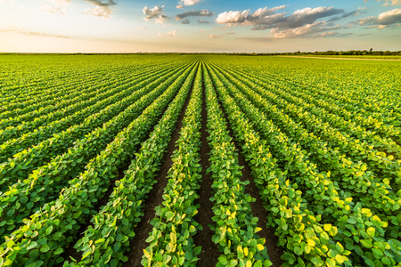 Green ripening soybean field, agricultural landscapeの写真素材