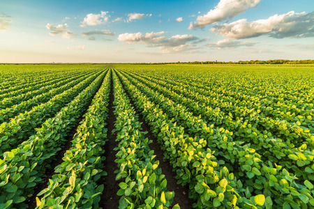 Green ripening soybean field, agricultural landscapeの写真素材