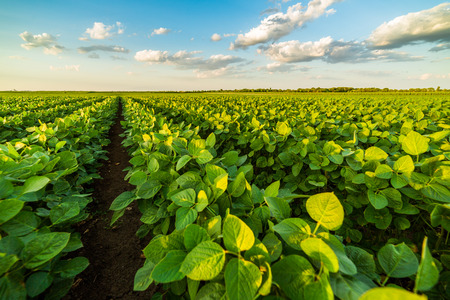 Green ripening soybean field, agricultural landscapeの写真素材
