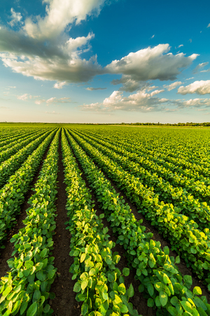 Green ripening soybean field, agricultural landscapeの写真素材