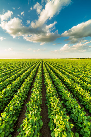 Green ripening soybean field, agricultural landscapeの写真素材
