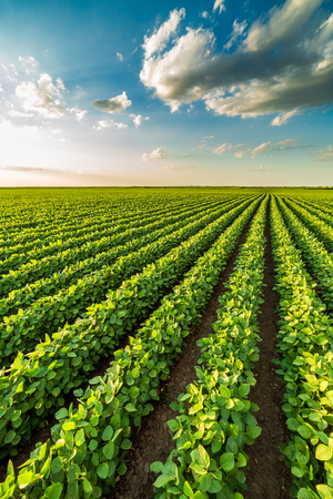 Green ripening soybean field, agricultural landscapeの写真素材
