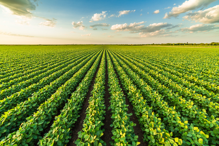 Green ripening soybean field, agricultural landscapeの写真素材