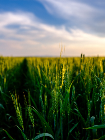 Green wheat field, agricultural landscape.の写真素材