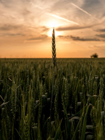 Green wheat field, agricultural landscape.の写真素材
