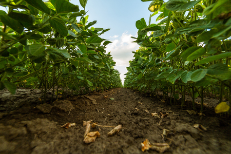Green ripening soybean field, agricultural landscapeの写真素材