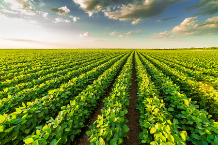 Green ripening soybean field, agricultural landscapeの写真素材