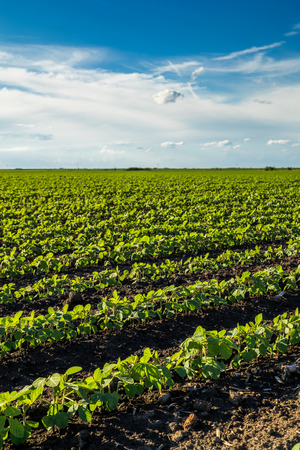 Green ripening soybean field, agricultural landscapeの写真素材