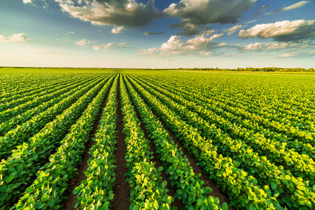 Green ripening soybean field, agricultural landscapeの写真素材