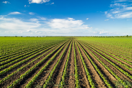 Green ripening soybean field, agricultural landscapeの写真素材
