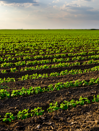 Green ripening soybean field, agricultural landscapeの写真素材