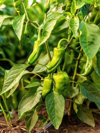 Green pepper plants at agricultural fieldの写真素材