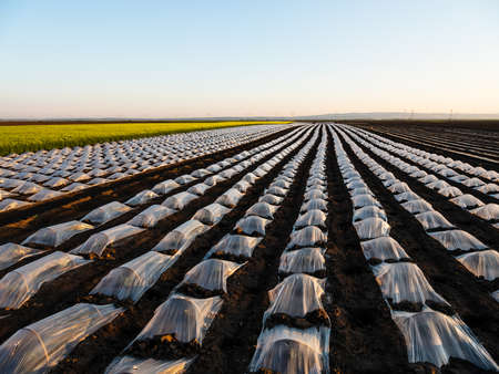 Watermelon beds covered with plastic foil ready for plantingの写真素材