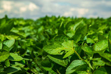Green ripening soybean field, agricultural landscapeの写真素材