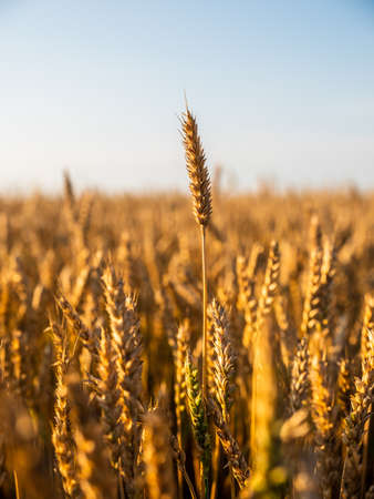 Golden ripe wheat field, just before harvestingの写真素材