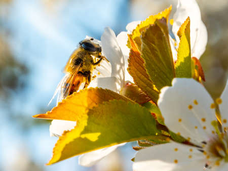 Bee on cherry tree flowersの写真素材