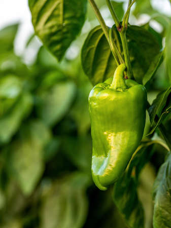 Green pepper plants at agricultural fieldの写真素材