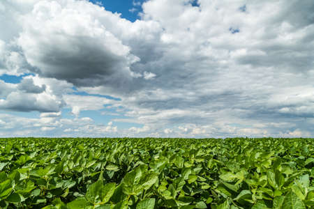 Green ripening soybean field, agricultural landscapeの写真素材