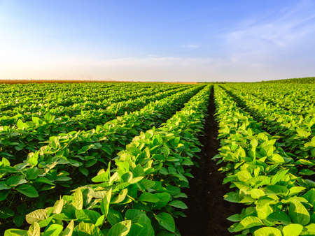 Green ripening soybean field, agricultural landscapeの写真素材