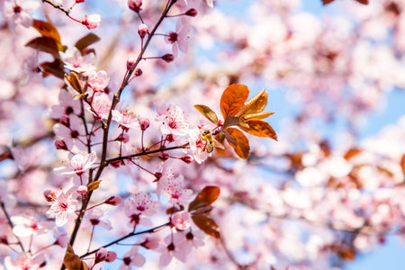 Bee pollinating cherry tree flowers blossoming at field