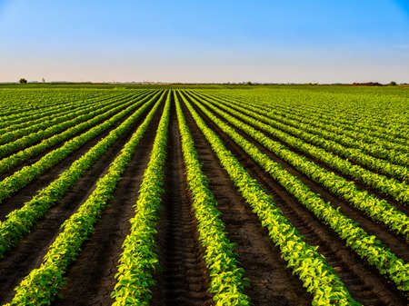 Green ripening soybean field, agricultural landscapeの写真素材