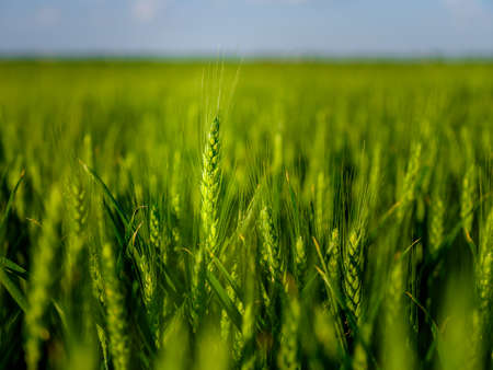 Green wheat field, agricultural landscape.の写真素材