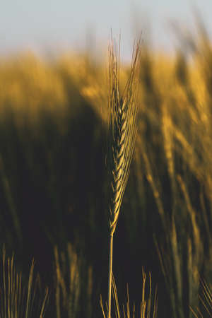 Green wheat field, agricultural landscape.の写真素材