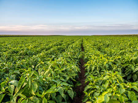 Green pepper plants at agricultural fieldの写真素材