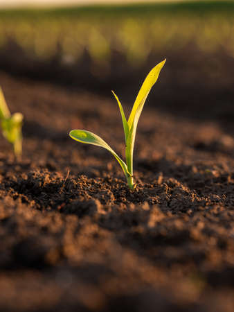 Green corn maize plants on a field. Agricultural landscapeの写真素材