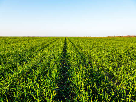 Green wheat field, agricultural landscape.の写真素材