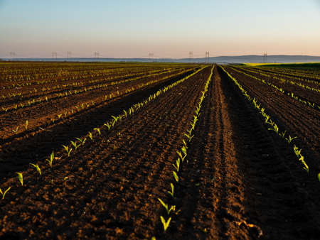 Green corn maize plants on a field. Agricultural landscapeの写真素材