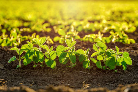 Green ripening soybean field, agricultural landscapeの写真素材