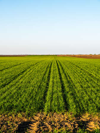 Green wheat field, agricultural landscape.の写真素材