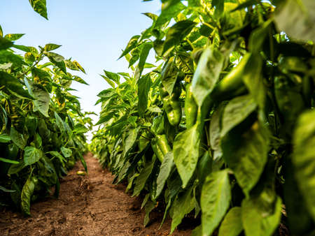 Green pepper plants at agricultural fieldの写真素材