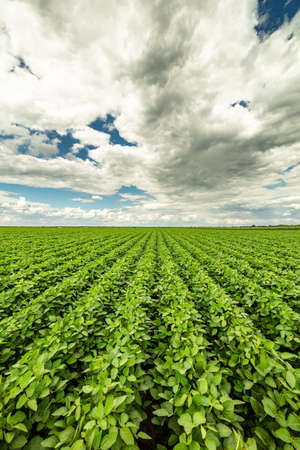 Green ripening soybean field, agricultural landscapeの写真素材
