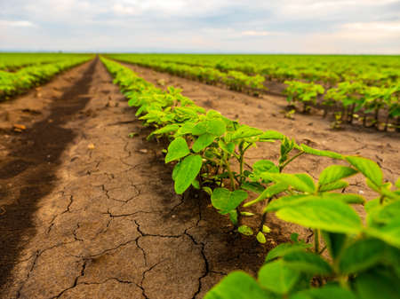 Green ripening soybean field, agricultural landscapeの写真素材