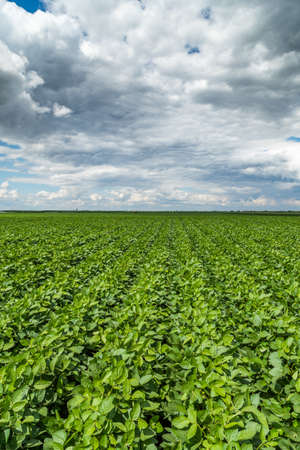 Green ripening soybean field, agricultural landscapeの写真素材