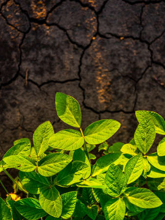 Green ripening soybean field, agricultural landscapeの写真素材
