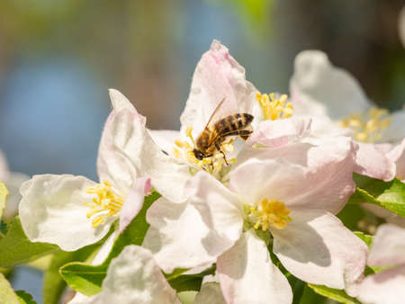 Bee polinating apple flower at springの写真素材