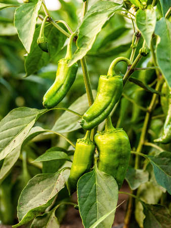 Green pepper plants at agricultural fieldの写真素材