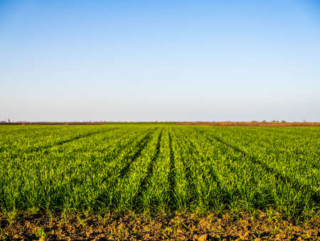 Green wheat field, agricultural landscape.の写真素材