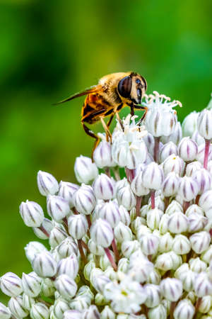 Honey bee on an onion flower in gardenの写真素材