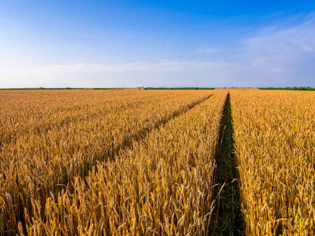 Golden ripe wheat field, agricultural landscape.の写真素材