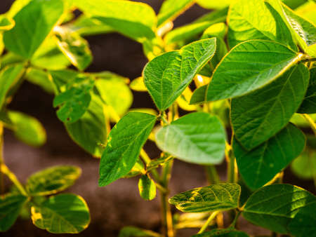 Green ripening soybean field, agricultural landscapeの写真素材