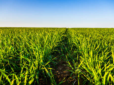Green wheat field, agricultural landscape.の写真素材