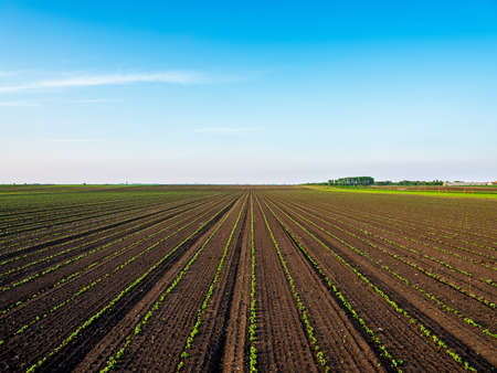 Green ripening soybean field, agricultural landscapeの写真素材