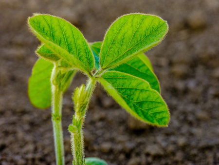 Green ripening soybean field, agricultural landscapeの写真素材