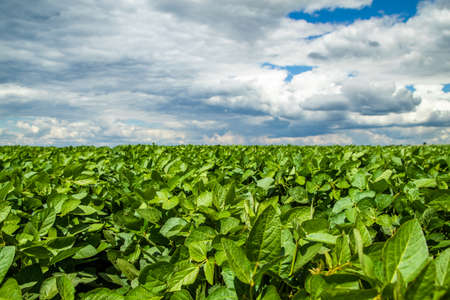 Green ripening soybean field, agricultural landscapeの写真素材