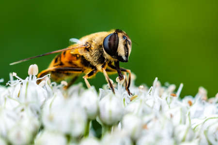 Honey bee on an onion flower in gardenの写真素材