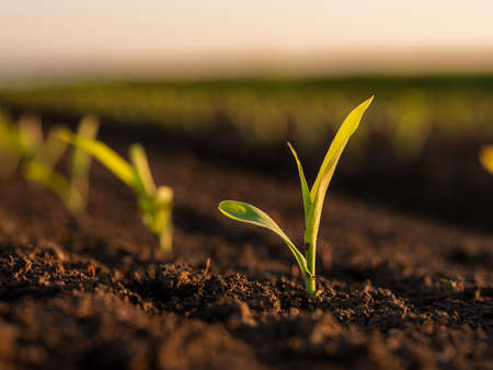 Green corn maize plants on a field. Agricultural landscapeの写真素材
